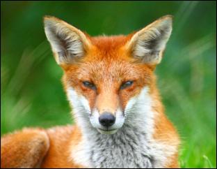 Foxhunting – sport or cruelty?