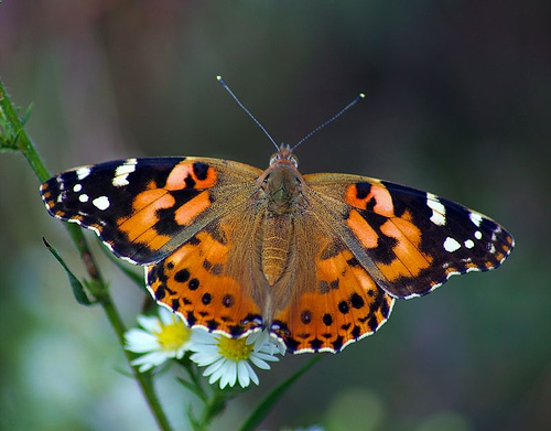 Ten Butterflies of the British Isles