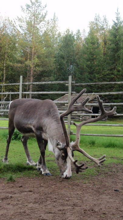 Places to stay: Cuddling reindeer in Lapland