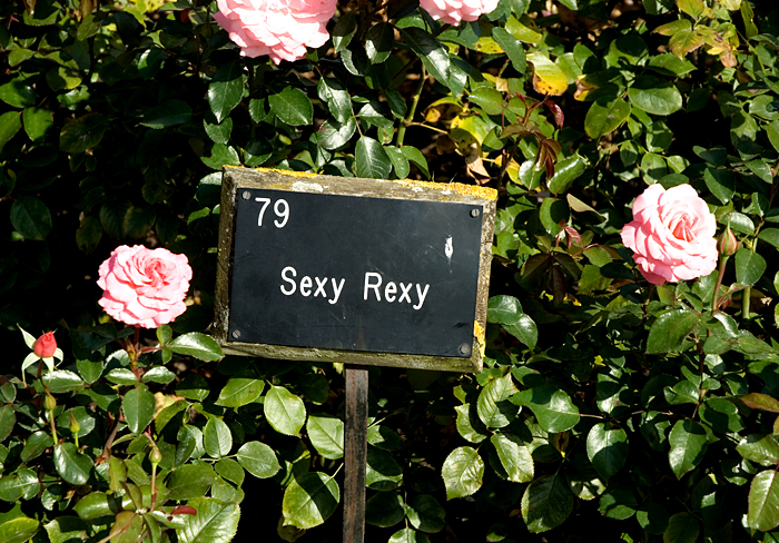 ‘Sheila’s Perfume’ and 27 other odd rose names