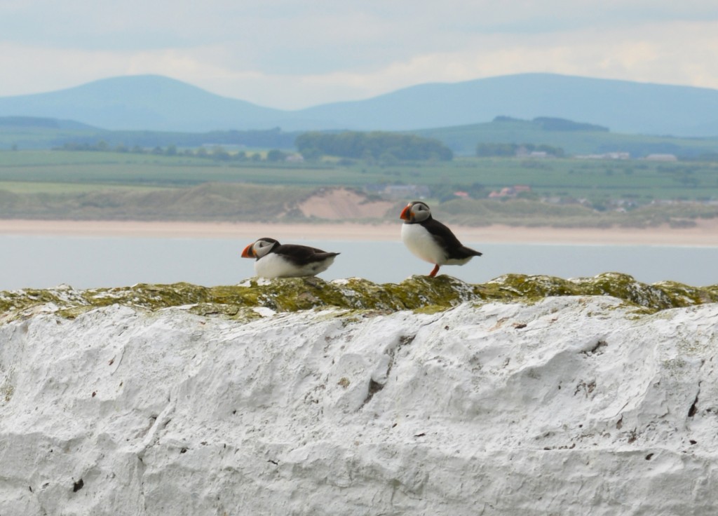 A visit to the Farne Islands, Northumberland