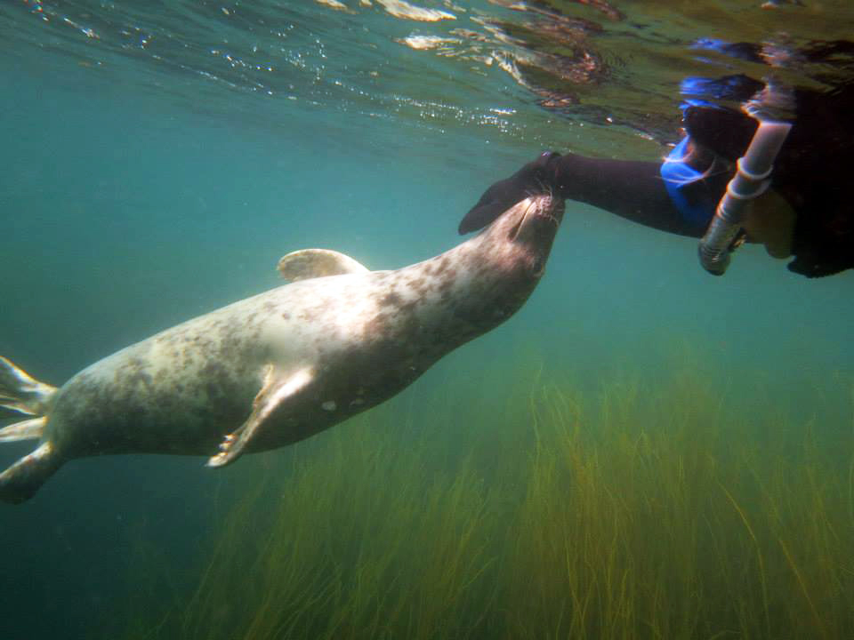 Seal snorkelling on Scilly with Jeep and #Renegadeswanted