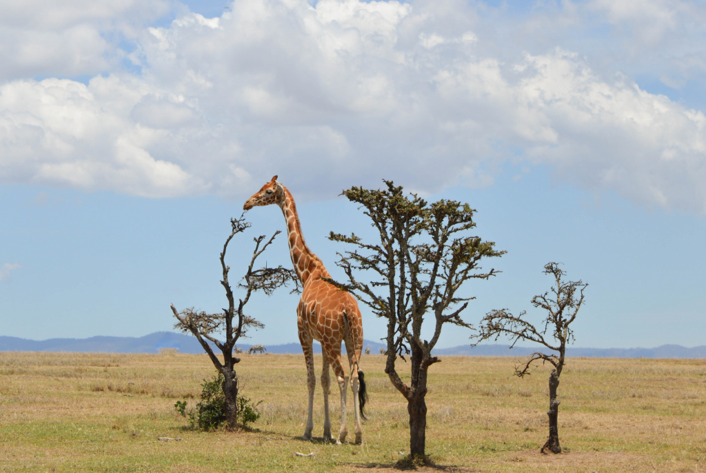 Photoblog: an African safari